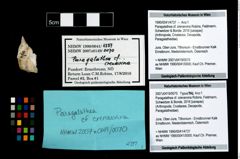 Foto (Objekt + Etikett) von Paragalathea cf. crenarvina (Robins, Feldmann, Schweitzer & Bonde, 2016)  (NHMW-GEO-1990-0041-4737)